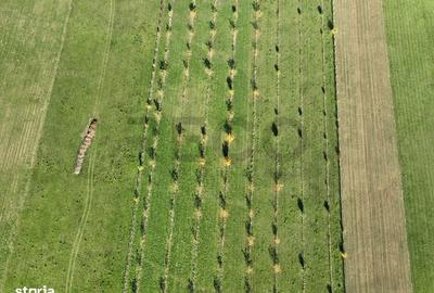 Teren de 13965 mp, în Aușeu - 4