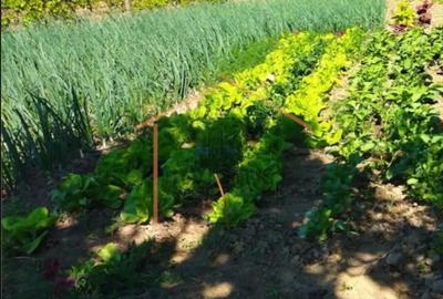 Casă cu 3 camere cu Teren 1723 Mp în Bogza