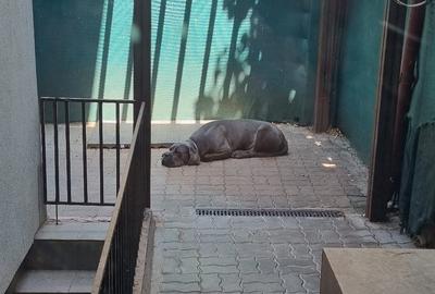 Iancului , Vatra Luminoasa - 20