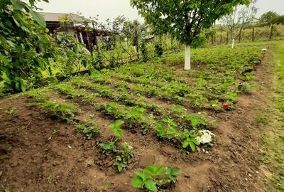 Casă cu 7 camere cu Teren 2745 Mp în Central - 3