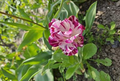 Casă în Mitreni - 9