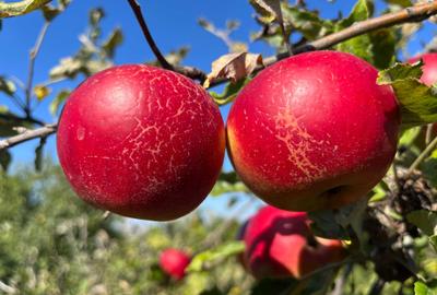 Spațiu comercial, în Gheorghieni - 2