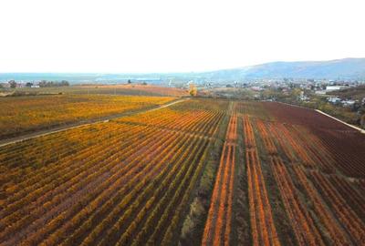Podgorie de vita-de-vie nobila cu conac boieresc - 3