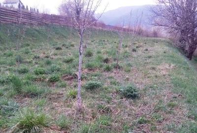 Teren Alexandru cel Bun - 2