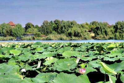 Casa de vanzare in Ghermanesti, Snagov – cu teren si aproape de lac - 11