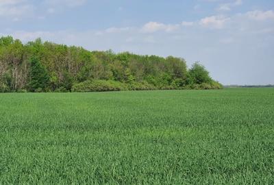 Teren intravilan Butimanu/Barbuceanu, Dambovita - 5