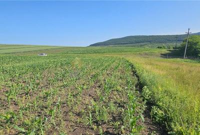 Teren Construcții intravilan de 5800 mp, în Suceagu - 4