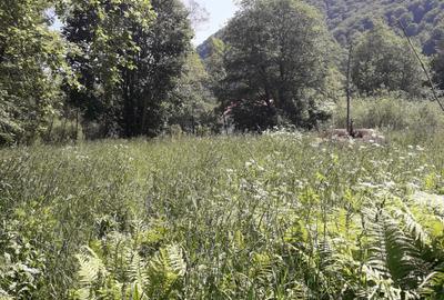Teren extravilan de 10246 mp, în Teregova - 2