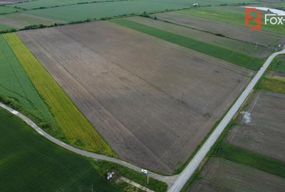 Teren Construcții intravilan de 40600 mp, în Bucovăț (Remetea Mare) - 4