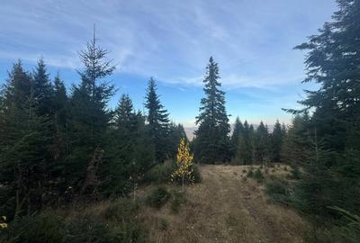 Vanzare 5,3 ha pasune deasupra Voronetului Suceava - Proiect Turistic - 31