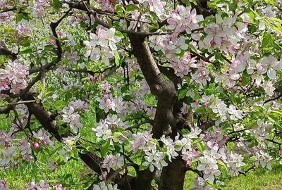 Teren de 1000 mp, în Berchez - 10