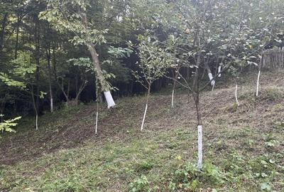 Casa situata intr-o zona superba - 7