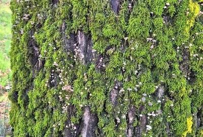 Casă cu 3 camere cu Teren 2000 Mp în Central - 13