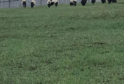 Spațiu comercial, în Central - 4