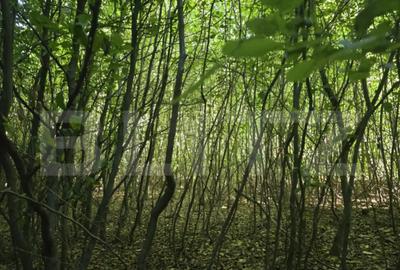 Teren de 524 mp, în Făget - 3