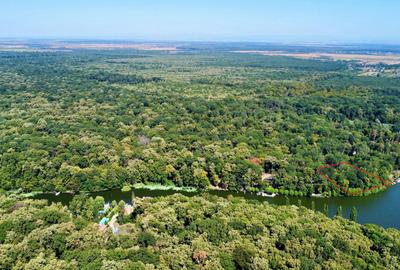 Teren 4800mp | Padurea Snagov | Deschidere larga la Lacul Snagov | Investitie - 3