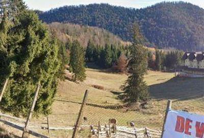 Teren de 52519 mp, în Dâmbovicioara - 2