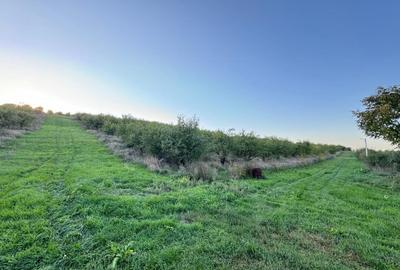 Vanzare Teren Intravilan 800 mp Visani Sf. Ilie PUZ Casa D+P+E - 4