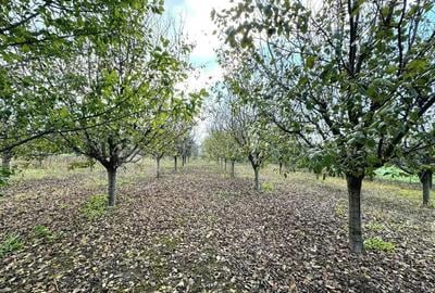 Teren de 2902 mp, în Dămienești - 6