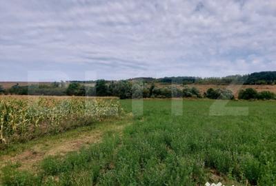 Teren de 27500 mp, în Răscruci - 2