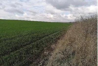 Teren de 7466 mp, în Țigănași - 7