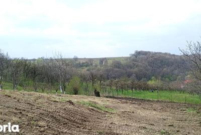 Teren de 1587 mp, în Rădășeni - 5