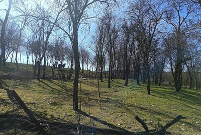 Casă cu Teren 1565 Mp în Sângătin - 2