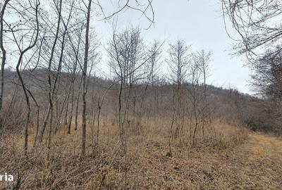 Teren de 2800 mp, în Sovata - 8