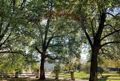 Teren Construcții intravilan de 5684 mp, în Meșendorf - 10