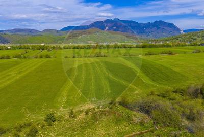 Teren agricol extravilan de 3000 mp, în Pănicel - 12