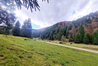 Teren intravilan panoramic 4.600mp,view iconic Piatra Craiul - 9