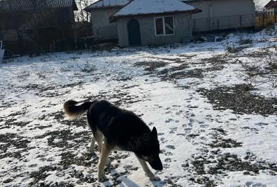 Casa si teren de vanzare - 1