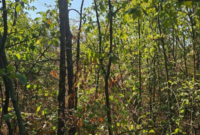 Spațiu comercial, în Balș