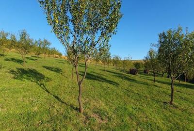 Spațiu comercial, în Aluniș - 7