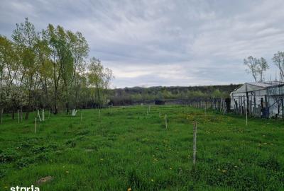 Teren de 1809 mp, în Moțăieni - 5