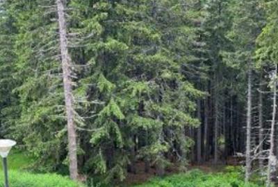 Hotel/Pensiune, de 14 mp, în Rânca - 4