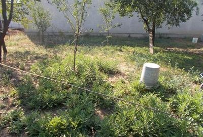 Casa Timisoara, zona Brancoveanu, P+E, 6 camere, teren 800mp - 10