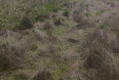 Teren de 1500 mp, în Sibioara