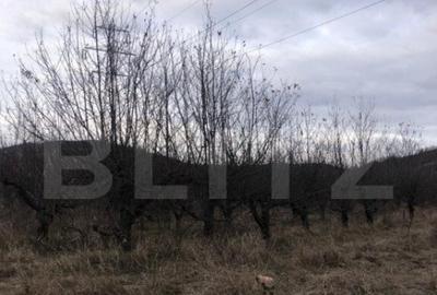 Teren intravilan, 1037 mp, Viforata - 1