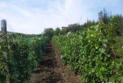 Teren în Central - 1