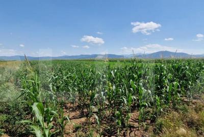 Teren de 10900 mp, în Central