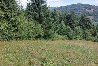 Teren de 5000 mp, în Vadu Moților - 2