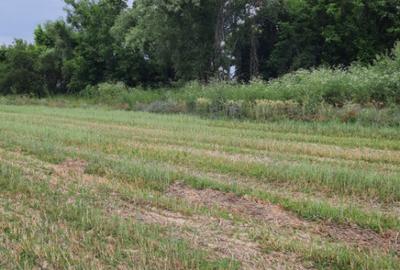 Teren extravilan de vanzare, 4900 mp, Bolde?ti Scaieni - 1