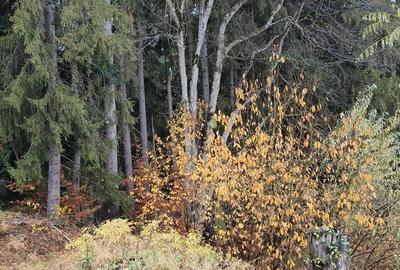 Teren de 1000 mp, în Clăbucet - 2