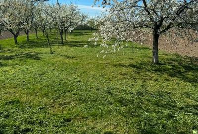 Casă individuală cu 3 camere cu Teren 2600 Mp în Central - 3