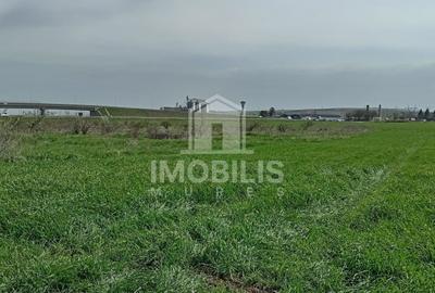 Teren agricol extravilan de 44356 mp, în Exterior Vest - 6