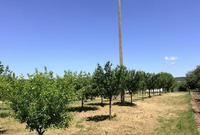 Casă cu 6 camere cu Teren 3000 Mp în Cârcea - 6