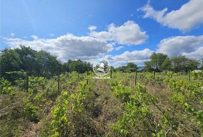 Teren de 6650 mp, în Aroneanu - 4