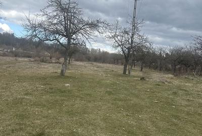 Teren de 4400 mp, în Voila - 4