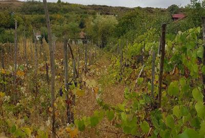 Casă cu 4 camere în Balș - 5